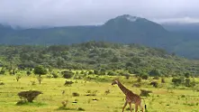 Икономика на жирафа